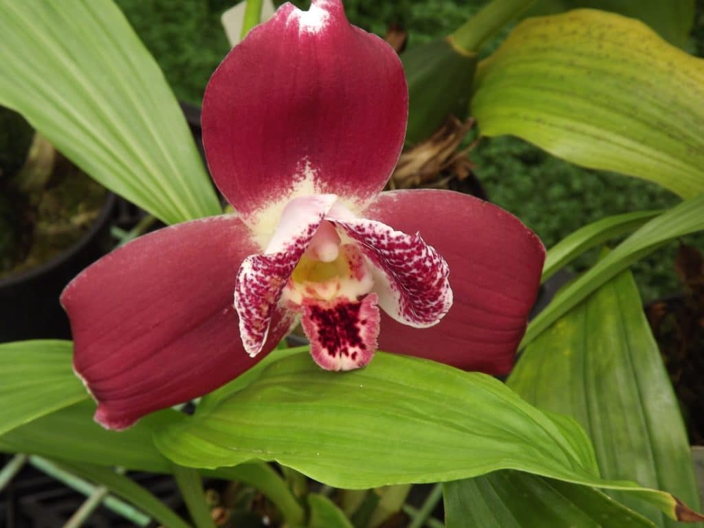Tipos de orquídeas