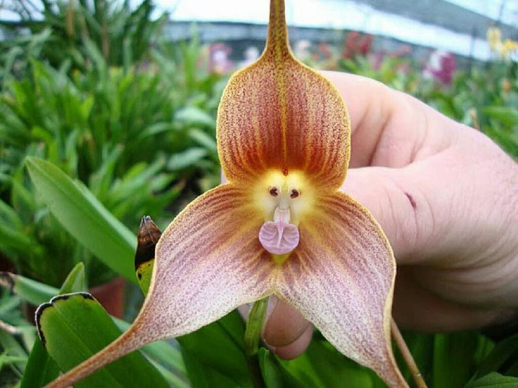 Tipos de orquídeas 