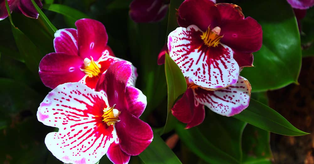 Tipos de orquídeas 