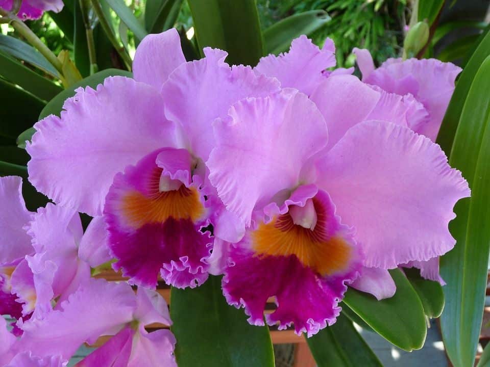 Tipos de orquídeas